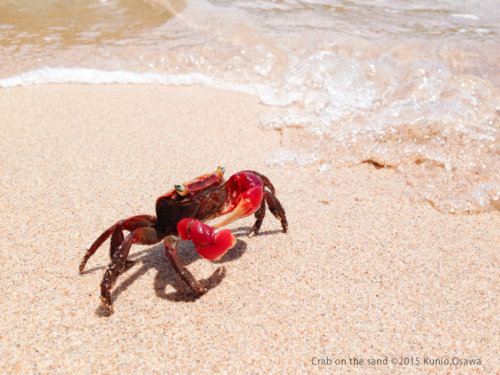 Crab on the sand ©2015 Kunio.Osawa 大沢邦生