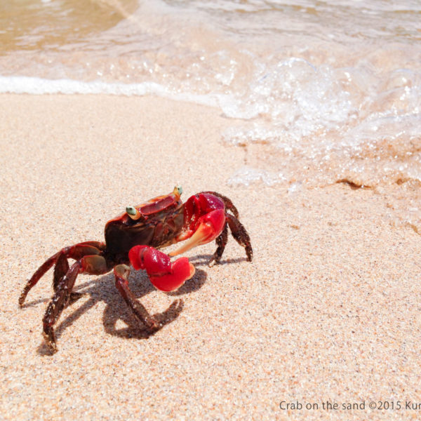 Crab on the sand ©2015 Kunio.Osawa 大沢邦生