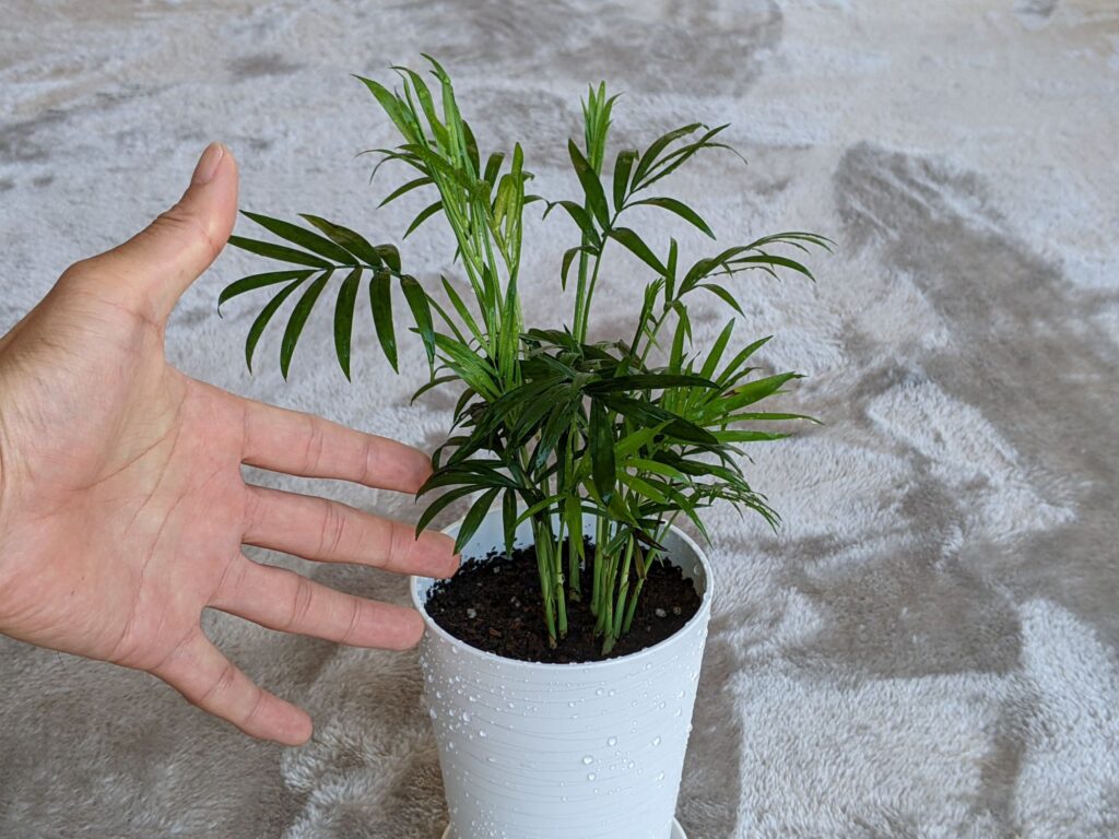 テーブルシ/Chamaedorea elegans